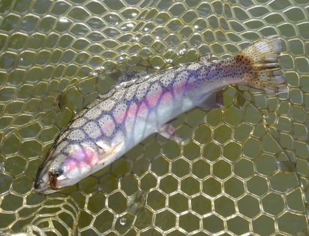 大安トラウトレイク釣果